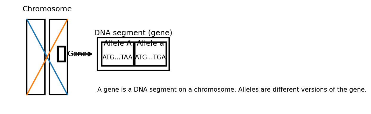 PNG diagram showing a chromosome, a highlighted gene region, and two allele variants.
