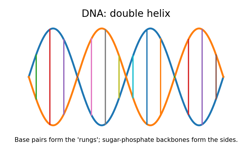 PNG diagram of a DNA double helix with base pair rungs and a short label.