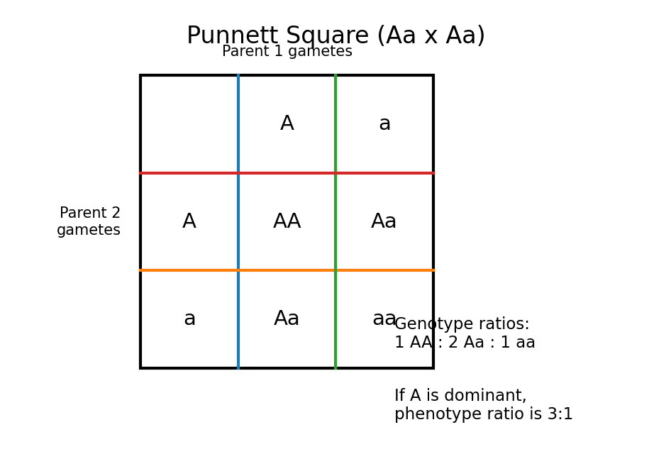 PNG Punnett square for a cross between two heterozygous parents (Aa x Aa), showing AA, Aa, Aa, and aa.